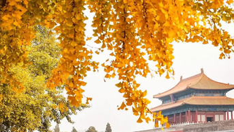 Top 5 địa điểm ngắm lá vàng Bắc Kinh nổi tiếng nhất