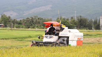 Nông dân các xã phía Đông tỉnh thu hoạch hơn 35.000 ha lúa Hè Thu