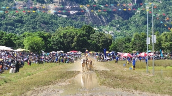 수천 명의 사람들이 Bay Nui Bull Racing Festival을 보기 위해 햇볕을 무릅쓰고 왔습니다.