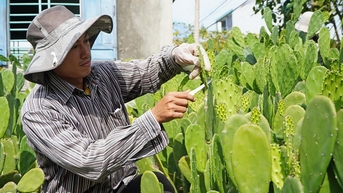 Khởi nghiệp với... xương rồng