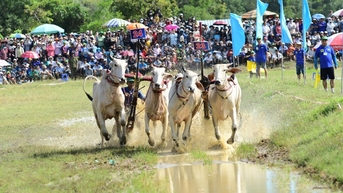 관광객들은 안장의 바이누이 지역으로 모여 전통 투우 경주 축제를 관람합니다.