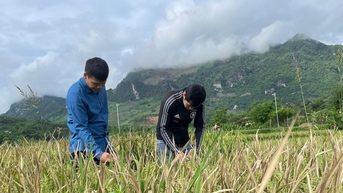 Một số khuyến cáo khi sử dụng thuốc bảo vệ thực vật (BVTV) trong phòng, chống sinh vật gây hại cho cây trồng