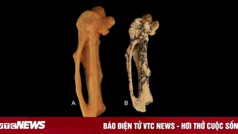 Phát hiện hóa thạch tổ tiên chim hót 18 triệu năm tuổi tại Úc