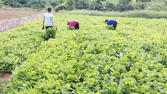 Hợp tác xã 118 đi đầu trong phong trào thi đua "Vì người nghèo - Không để ai bị bỏ lại phía sau”