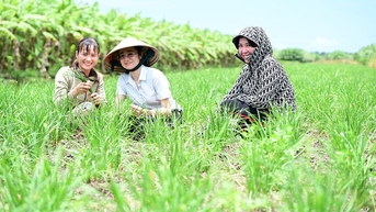 Trồng hẹ bông ở Công Sự