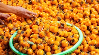 Đại Huệ rộn ràng mùa hồng đầu vụ