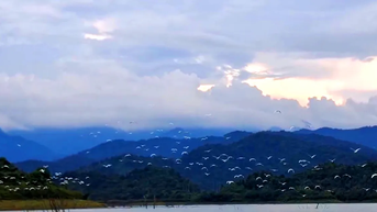Hàng ngàn con cò trắng bay lượn rợp lòng hồ Ngàn Trươi
