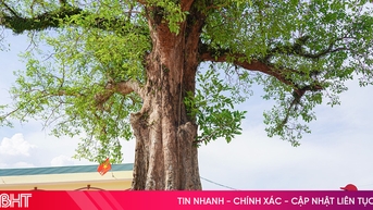 Ngắm cụm cây di sản "đặc biệt" trong trường học ở Hà Tĩnh