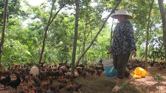 Bắc Ninh thúc đẩy tiêu thụ nông sản bằng liên kết chuỗi