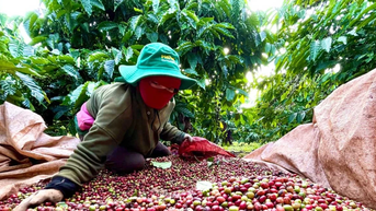 Xây dựng “hộ chiếu xanh” cho nông lâm sản Gia Lai