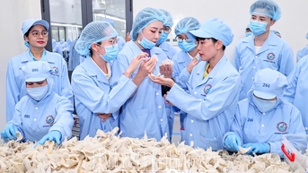 Nâng tầm thương hiệu Yến sào Khánh Hòa