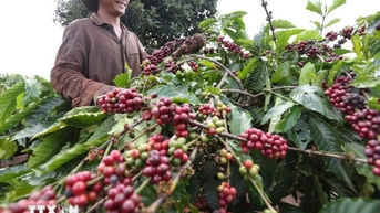 Thị trường hàng hóa nguyên liệu: Nhóm năng lượng chứng kiến lực mua áp đảo