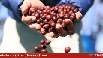 Cà phê Việt Nam "được mùa, được giá"