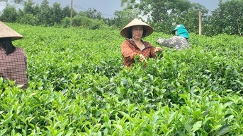 Sản phẩm OCOP miền núi Thủ đô- Bước chuyển mình từ bản sắc đến thương hiệu