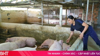 Người chăn nuôi thận trọng tái đàn "đón" sóng nhu cầu cuối năm