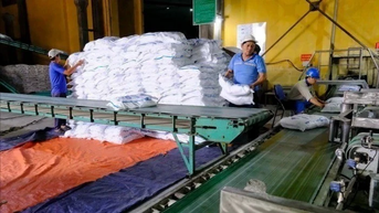 Ngành mía đường trước sức ép lớn từ đường lỏng nhập khẩu