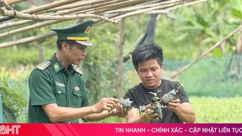 Người Chứt thử nghiệm ươm “vàng xanh” của núi rừng