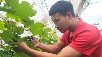 Hà Nội thực hiện Chương trình mỗi xã một sản phẩm (OCOP): Nâng cao giá trị cho cây trái