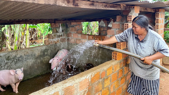 តម្លៃជ្រូកនៅ Gia Lai ឡើងដល់ ៥៣,០០០ដុង/គីឡូក្រាម