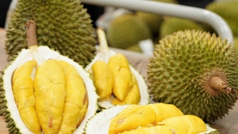 តម្លៃ​ទុរេន​ថ្ងៃ​នេះ​ថ្ងៃ​ទី​៣ ខែ​កញ្ញា៖ វីអាយភី​របស់​ថៃ​ឡើង​ដល់​កំពូល ១០៥,០០០ដុង/គីឡូក្រាម