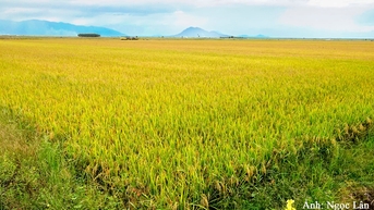 “Điểm sáng” lúa nếp