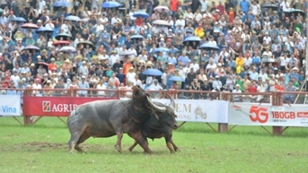 ក្របីលេខ០៦ ឈ្នះជើងឯក Do Son buffalo fight festival 2025