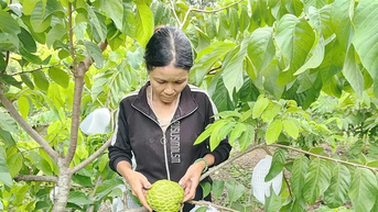 Sản xuất nông sản theo hướng hàng hóa