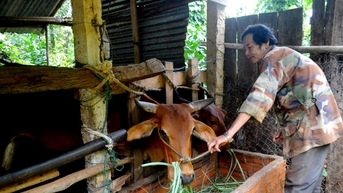 ស្វែងរកទិសដៅសម្រាប់ការចិញ្ចឹមសត្វតាមផ្ទះ
