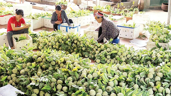 "មាសនៅលើភ្នំថ្ម"