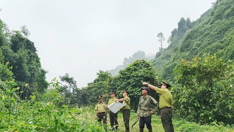 Xanh mãi những cánh rừng