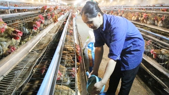 បង្កើន​ហ្វូង​សត្វ​បក្សី​ដើម្បី​បំពេញ​តម្រូវការ​ទីផ្សារ​នៅ​ចុង​ឆ្នាំ