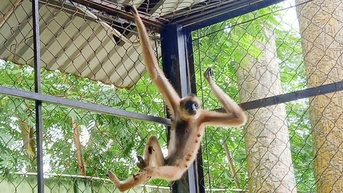 Hai người dân ở Củ Chi liên tiếp chuyển giao vượn má vàng quý hiếm