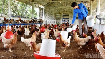 Ngành nông nghiệp duy trì đà tăng trưởng, xuất siêu đạt hơn 13 tỷ USD