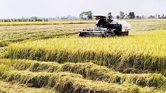 ហ្វីលីពីន​ផ្អាក​ការ​នាំ​ចូល​អង្ករ​វៀតណាម​ជា​បណ្ដោះអាសន្ន៖ ទិញ​ទុក​ដើម្បី​រក្សា​តម្លៃ​អង្ករ?