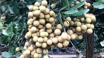 Bắc Ninh: Xuất khẩu gần 10 tấn nhãn tươi vào thị trường Úc