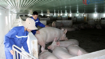 Nỗ lực giữ giống lợn gốc trong bối cảnh dịch tả lợn châu Phi bùng phát