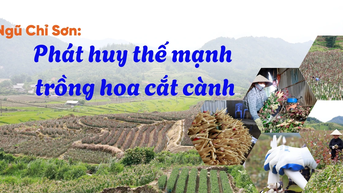 Ngũ Chỉ Sơn phát huy thế mạnh trồng hoa cắt cành