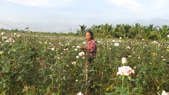Nông dân Hải Phòng ghép tầm xuân, nở hoa hồng