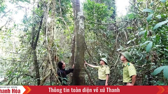 Vì sao người dân chưa mặn mà với trồng rừng gỗ lớn?