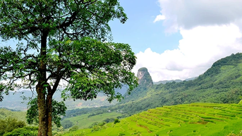 ទាក់ទាញដោយវាលរាបស្មើនៅតំបន់ខ្ពង់រាប Muong Vang