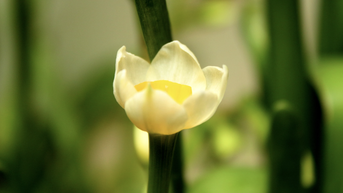 Hobi yang rumit dalam menanam bunga daffodil di kalangan warga Hanoi.