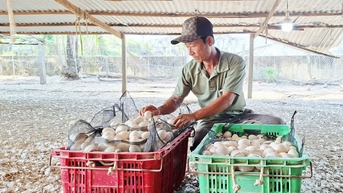 My Thoi during the Tet season