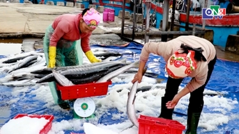 꽝찌성 어부들이 연말 마지막 조업에서 풍성한 수확을 거두었습니다.