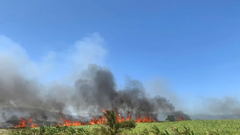 Khanh Hoa: Lebih dari 40 hektar lahan tebu yang siap panen hancur akibat kebakaran.