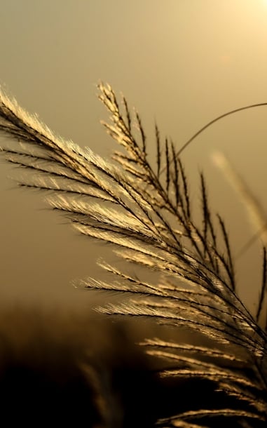 Cánh đồng cỏ lau ở Đà Nẵng nở rộ thu hút người dân, du khách