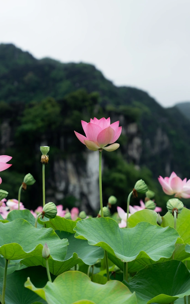 Mùa sen nở rộ thu hút du khách đến với vùng non nước hùng vĩ Ninh Bình