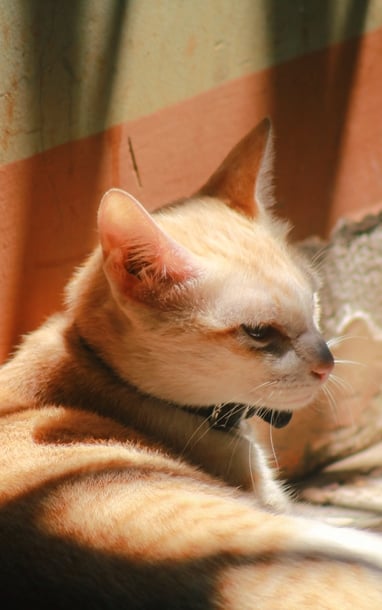 ពន្លឺថ្ងៃ