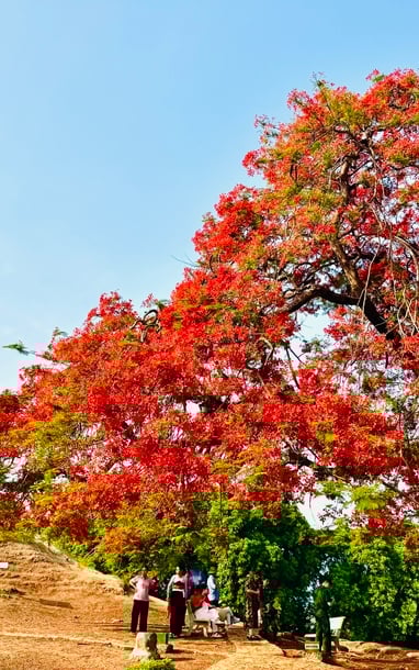 ដើមឈើ Royal Poinciana នៅលើភ្នំ A1