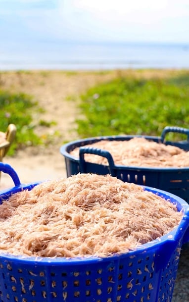 Trúng đậm ruốc biển, ngư dân Quảng Ngãi bỏ túi bạc triệu mỗi ngày