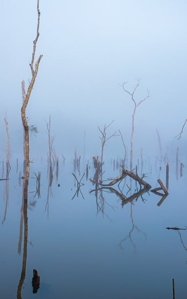 マンデンの緑の湖の真ん中にある「死の森」は、訪問者を魅了してチェックインさせる幽霊のような光景です。